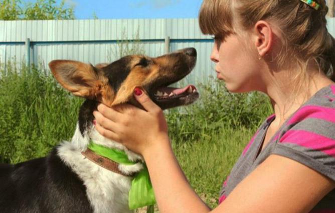 Приют «Лучший друг»: с заботой о братьях меньших. Фото: httphelpanimal72.ru Приют «Лучший друг»: с заботой о братьях меньших. Фото: httphelpanimal72.ru