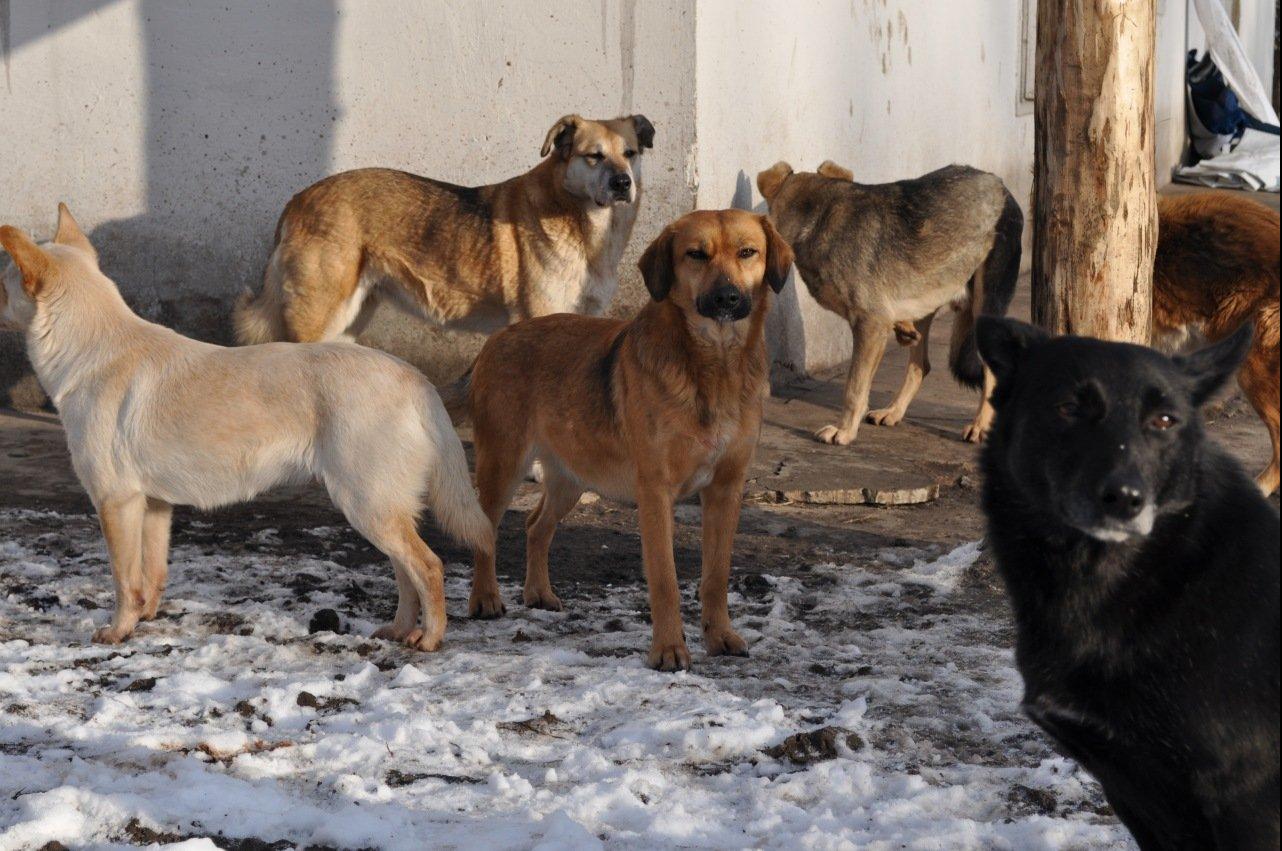 Администрация Нижнего Тагила запретила горожанам кормить бездомных собак