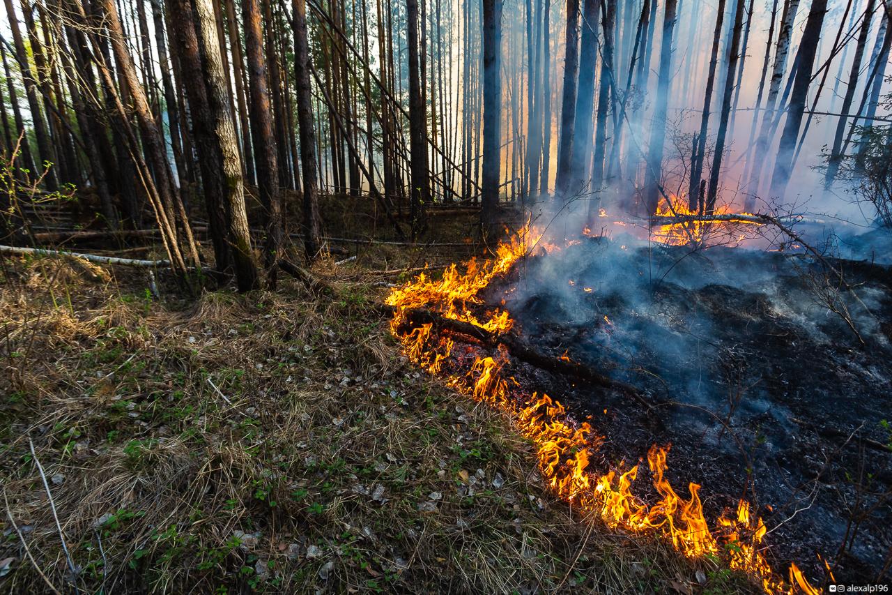 Про лесные пожары. Пожар в лесу Свердловской области. Пожары в Свердловской области в лесу 2020. Лес в огне. Костер в лесу.