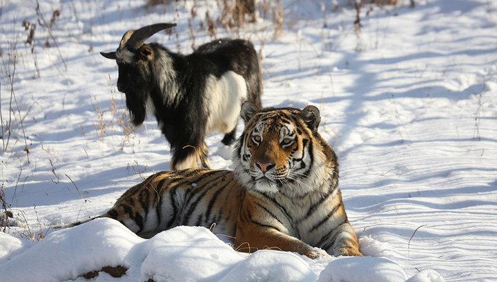 Тигр Амур и козел Тимур из Приморского сафари-парка стали товарным знаком