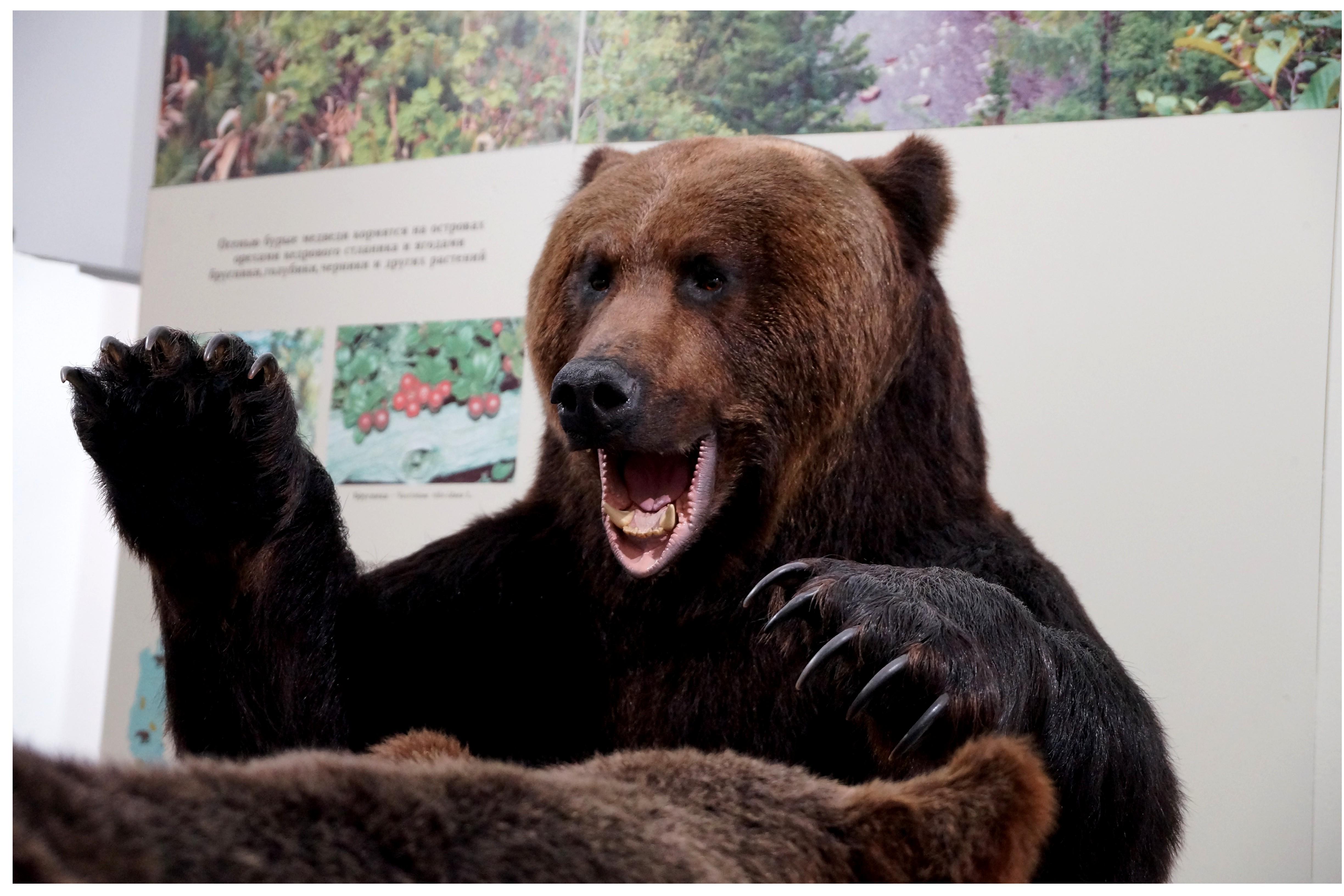 Медведи 10 часов. Музей медведя Южно-Сахалинска. Музей медведя Сахалин. Южно-Сахалинск медведи. Медведь символ России.