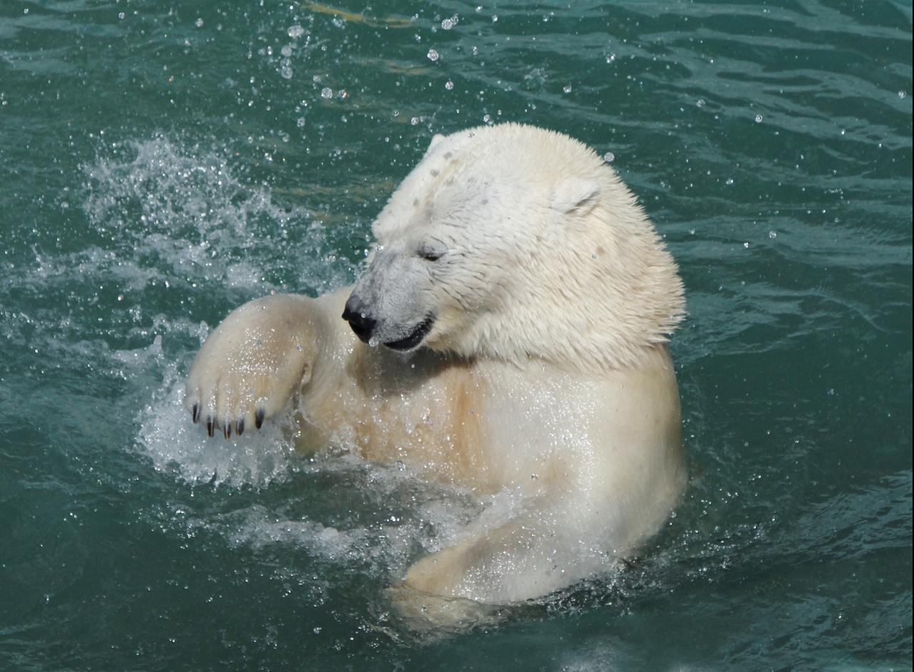 Белый медведь Умка Екатеринбург