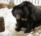 В Екатеринбургском зоопарке из зимней спячки вышли все медведи
