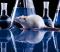 
            Британским учёным удалось создать эмбрион мыши из стволовых клеток