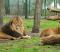 
            Льву из екатеринбургского зоопарка привезут невесту из Крыма