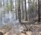 На территории Свердловской области действуют 9 лесных пожаров