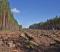 На развитие лесного хозяйства Свердловской области направят 4,3 млрд рублей