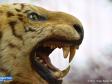 В Испании тигр насмерть загрыз сотрудницу зоопарка