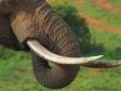В Челябинской области нашли бивень слона