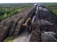 В Свердловской области начнут вырубать больше лесов