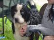 Жительница Алапаевска отсудила 10 тыс. за укус собаки