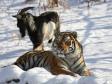 Тигр Амур и козел Тимур из Приморского сафари-парка стали товарным знаком