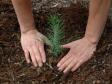 Средний Урал озеленится 13 тыс деревьев
