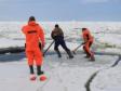 На Сахалине спасли зажатых во льдах касаток (видео)