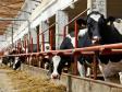 В Нижневартовске откроется завод по производству мясо-молочной продукции