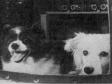 65 лет назад в космос отправились первые живые существа нашей планеты – собаки Дезик и Цыган
