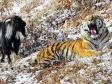 Дружба тигра Амура и козла Тимура оказалась PR-акцией