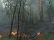 В Свердловской области не утихают лесные пожары