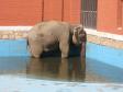 Любимица екатеринбургской детворы слониха Даша отмечает 35-летие