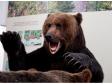 Южно-Сахалинск: во что превращается Медведь, хозяин тайги и национальный символ России?