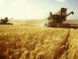 В России ожидается рекордный урожай зерновых