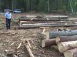 Под Красноуральском выявлена бригада «черных лесорубов», срубивших свыше 3,7 тыс. деревьев 