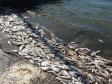 На озере Таватуй гибнет рыба