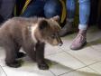 Спасенных уральских медвежат отправили на реабилитацию на Дальний Восток (фото)