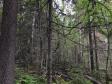 Северный лес в Воронеже получил статус памятника природы