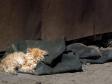 В Госдуме предложили открыть подвалы для бездомных кошек и собак