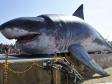 Череп вымершей акулы нашли уральские ученые