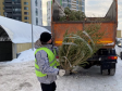 В ЕМУП «Спецавтобаза» рассказали, как правильно утилизировать елки
