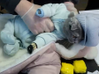 Тагильчанка прятала наркотики с помощью кошки в детском комбинезоне 