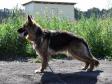 В России предложили наказывать хозяев собак, напавших на людей