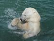 Прокуратура организовала проверку по факту смерти белого медведя в Екатеринбургском зоопарке