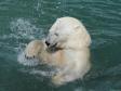 Прокуратура назвала причину смерти белого медведя в Екатеринбургском зоопарке