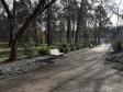 Воронежцы просят спасти засыхающие деревья