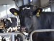 Балтымская агроферма увеличит поголовье коров в два раза и наладит выпуск удобрений (фото)