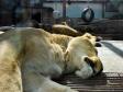 Животные екатеринбургского зоопарка выходят с карантина (фото)