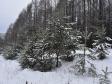 Заготовка новогодних елей: законно и без ущерба природе (фото)