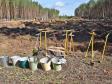 На Среднем Урале восстановят 32 тыс. гектаров леса