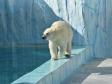 Новый вольер для белых медведей открыли в Екатеринбургском зоопарке (фото)