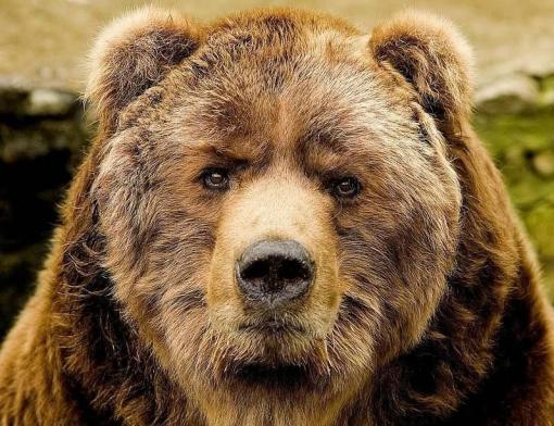 Мэр одного из уральских городов запретил медведям гулять по улицам