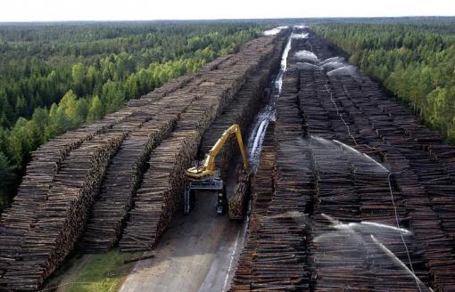 В Свердловской области начнут вырубать больше лесов