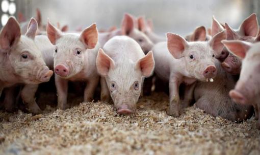 Судьбу крупнейшего свинокомплекса в Свердловской области решат экологи