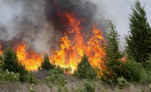 Лесные пожары в Челябинской области 2016
