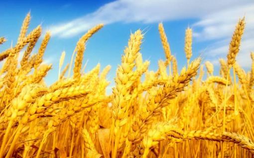 Турция отказывается от российской пшеницы