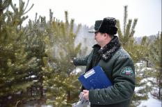 Свердловчане могут законно отправиться в лес за новогодней елкой (фото)
