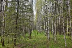 Рослесинфорг опубликовал итоги «лесной переписи» страны
