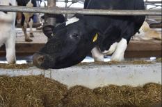 На Урале хотят получить потомство от первой генетически редактированной коровы